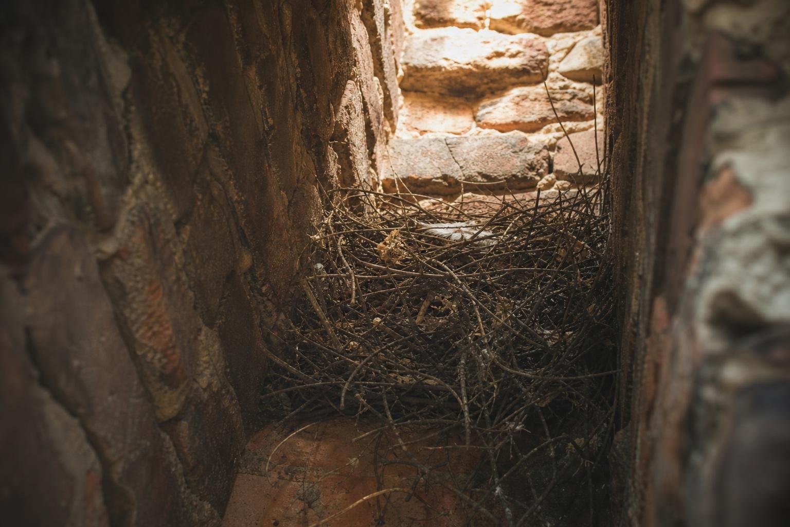 Animal nesting materials inside a chimney flue